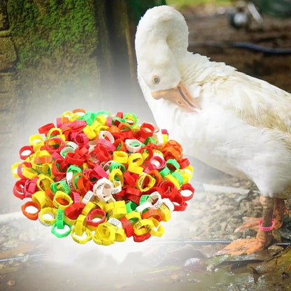 🐥 Már nem kell fejben tartanod, melyik tyúk melyik! 🐓🔢 Állítható, pattinthatós baromfi lábgűrű ✨